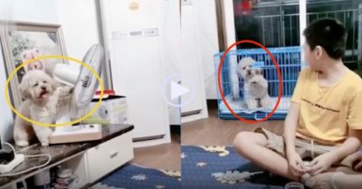 Video: Cún cưng rón rén đến bên quạt, rồi tự động xoay hướng về chuồng