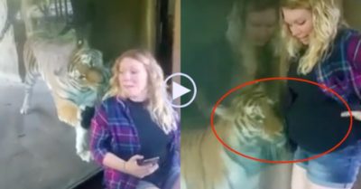 Video: Phát hiện người phụ nữ mang thai, hổ dữ tiến tới có phản ứng kỳ lạ