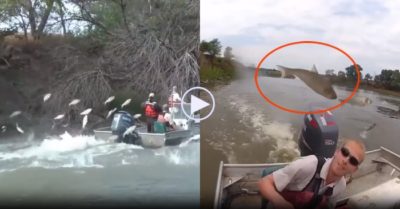 Video: Cá chép thi nhau nhảy lên thuyền, khiến du khách liên tục ‘dính đòn’
