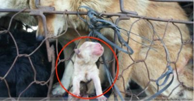 Chó mẹ đang cố đẩy con ra khỏi lồng sắt trên đường đến lò mổ