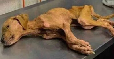 Nhận chú chó hoang chỉ còn 1% cơ hội sống sót về nuôi, gia đình vỡ òa hạnh phúc vì phép màu xảy ra