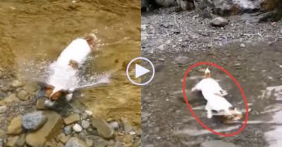 Video: Chú chó có tài bơi lội, cứ thấy nước là ngụp lặn chuyên nghiệp