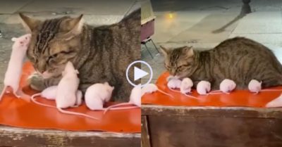 Video: Mèo cam chịu khi bị đàn chuột trắng ‘đè đầu cưỡi cổ’