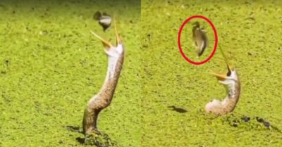Video: Cá kháng cự quyết liệt để thoát khỏi miệng chim