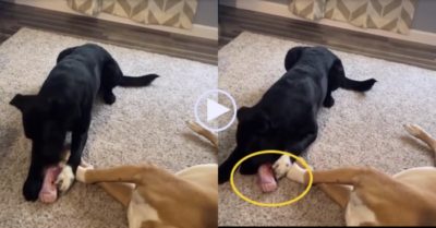 Video: Chó mực tranh thủ trộm khúc xương lúc bạn ngủ say