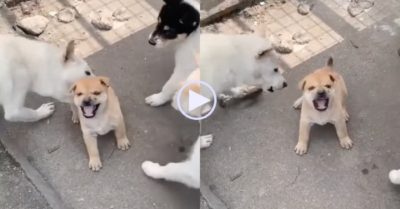 Video: Cún con nổi quạu vì bị đàn anh bắt nạt
