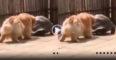 Video: Cún cưng lầy lội bắt chước dáng đi của rùa