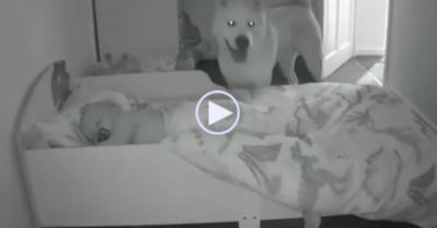 Video: Camera ghi cảnh vào một khung giờ, ‘bảo mẫu’ cún thăm em bé mỗi đêm