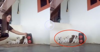Video: Đàn cún con hú hồn khi cô chủ cất giọng hát karaoke