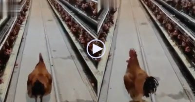 Video: ‘Vua’ gà trống oai vệ bước đi giữa dàn gà mái