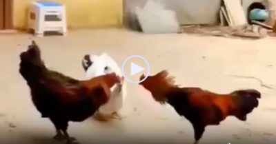Video: Gà trống no đòn vì tấn công ‘trọng tài’ ngan