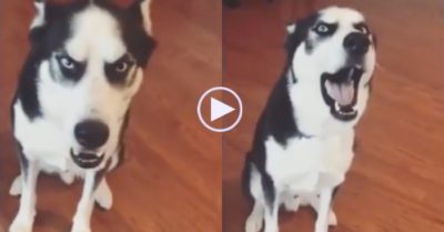 Video: Husky trừng mắt, cãi chủ ‘chem chẻm’ khiến dân mạng phì cười