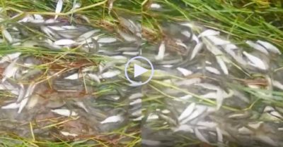 Video: Người dân mỏi tay nhặt cá linh ở mương