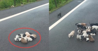 Chàng trai giải cứu đàn chó nhỏ ôm chặt lấy nhau sau trận mưa lớn