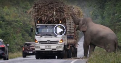 Video: Voi hoang ‘khổng lồ’ chặn xe tải cướp mía