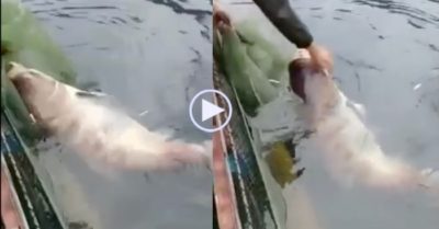 Video: Cận cảnh cá mè nặng gần 50kg, dân bắt được ở Tuyên Quang
