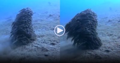 Video: Hàng trăm con cá trê lươn uyển chuyển dưới đáy biển