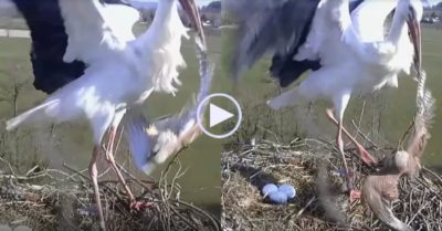 Video: Cò mẹ nhoài lên phía trước, bắt sống chim cắt đột nhập tổ