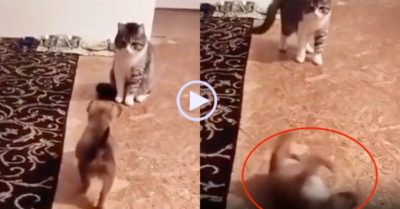 Video: Mèo chưa kịp động thủ, cún đã lăn ra ăn vạ ‘trắng trợn’