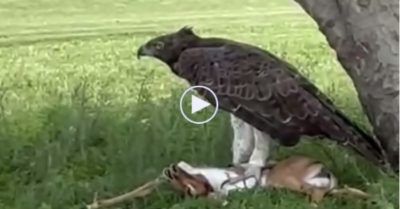 Video: Đại bàng ‘khổng lồ’ săn  linh dương trên sân golf
