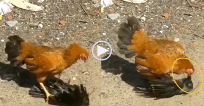 Video: Quạ đen no đòn vì chạm mặt gà mái