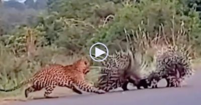Video: Nhím bố mẹ đấu với báo đốm để bảo vệ hai con nhỏ
