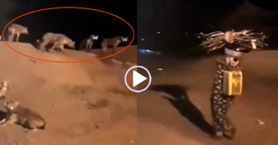 Video: Bầy linh cẩu e dè nhường đường người phụ nữ đi qua