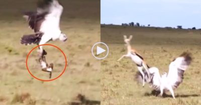 Video: Linh dương mẹ húc đại bàng để cứu con non