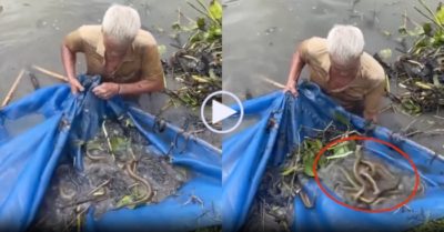 Video: Ông cụ bắt hàng chục lươn đồng trong ụ lục bình