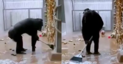 Video: Tinh tinh cầm chổi quét dọn chuồng, lau kính