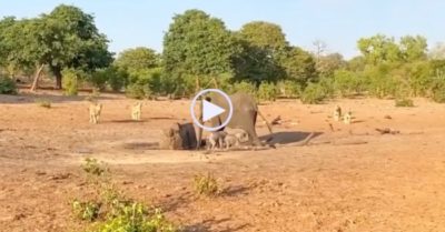 Video: Đàn sư tử tấn công 2 voi con, voi mẹ đưa ra quyết định đau lòng