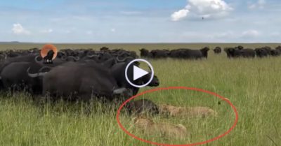 Video: Đàn sư tử ‘chạy té khói’ khi bị hàng trăm con trâu rừng tấn công