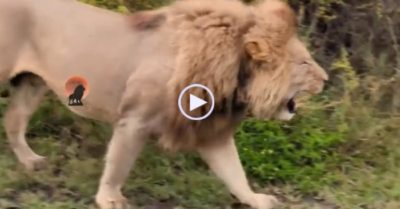 Video: Cuộc đối đầu nguy hiểm giữa sư tử và linh cẩu