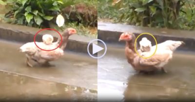 Video: Gà mẹ gập chân đi từ từ vì sợ gà con ngã
