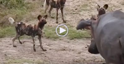 Video: Hà mã nổi điên vì bị bầy chó hoang vây quanh ‘cà khịa’