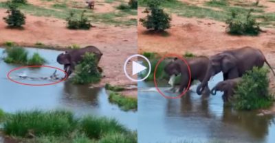 Video: Cá sấu giận dữ lao tới tấn công bầy voi đang uống nước và cái kết