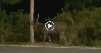 Video: Con nai hơn 120 kg xuất hiện trên đường ở Cần Giờ