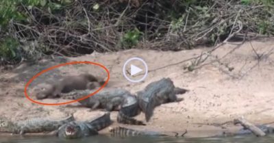 Video: Rái cá hồn nhiên đùa nghịch bên cạnh đàn cá sấu béo ú