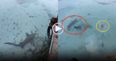 Video: Chó nhà nhảy xuống biển đuổi cá mập