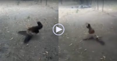 Video: Diều hâu bị gà mẹ ‘đai đen karate’ mổ tan tác