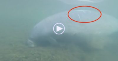 Video: Lợn biển ‘khổng lồ’ với những vết sẹo lớn trên lưng
