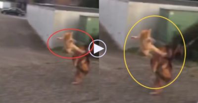 Video: Mèo nhảy lên cao tung cước dạy dỗ chó becgie