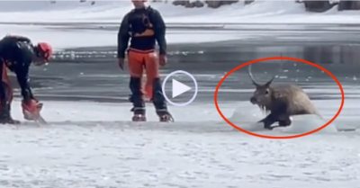 Video: Giải cứu nai sừng tấm mắc kẹt dưới sông băng