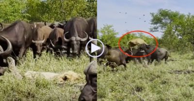 Video: Sư tử già bị hàng trăm con trâu rừng lao vào hất văng khỏi mặt đất