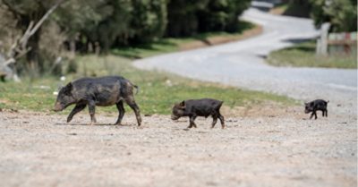 Ba kiếp luân hồi, vì sao vừa sinh ra trên thân đã mọc chân lợn