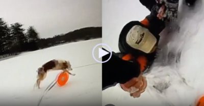 Video: Chú chó nhỏ giúp cảnh sát cứu chủ rơi xuống hố băng