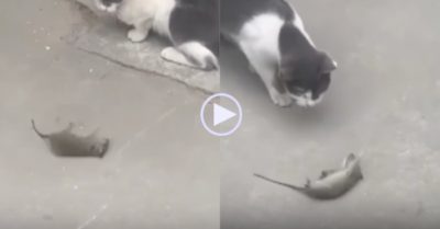 Video: Chuột lăn tròn nhiều vòng để cố gắng trốn thoát khỏi mèo