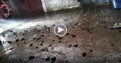 Video: Hàng trăm cá rô ‘di chuyển’ trên phố giữa trời mưa