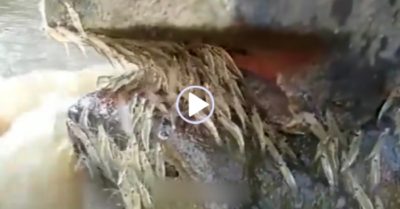 Video: Đàn tôm nối đuôi nhau trèo lên vách đá tránh nước chảy xiết