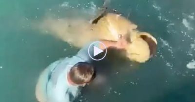 Video: Chàng trai trẻ giải cứu cá khổng lồ bằng tay không